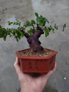 小叶红芽雀梅微盆景