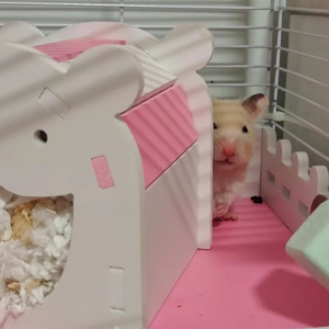 出售未成年和成年金丝熊,白腰米熊,都很乖,可躺手的那种,限沈