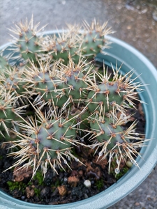 00geshenqiang淘宝屡刺不爽 多肉植物 仙人球 仙人掌 朝日团扇 小型