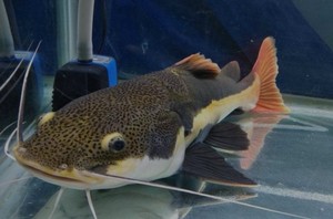 招财猫鱼活体狗仔鲸红尾猫底层鲶鱼鸭嘴热苗带观赏鱼大型龙鱼配鱼