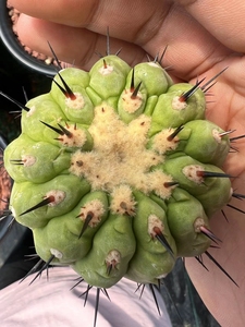 孤龙丸仙人球实生苗接