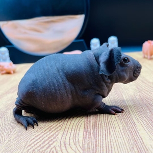 迷你小河马!无毛豚鼠!