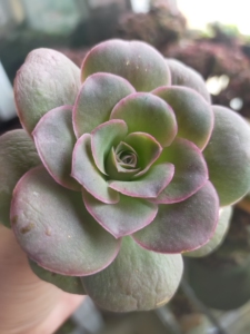 多肉  山地玫瑰,大型帕尔马,刚刚上色,自然光最早上色,基因