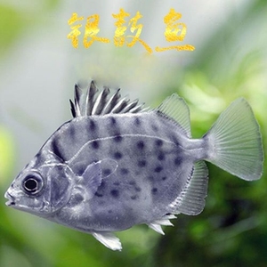 银鼓鱼 银鼓鱼苗 海水 鱼苗 淡化品种观赏鱼 50尾起发