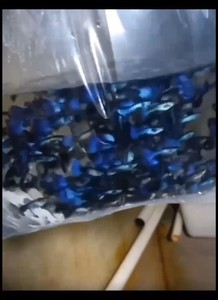 【限时特价】20条纯种冰蓝孔雀鱼（视频是5个月种鱼在神灯照射