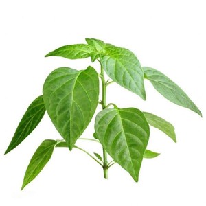 辣椒叶种子 专吃叶子的辣椒 阳台四季盆栽特色蔬菜高产抗病含钙高