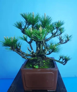 日本八房锦松盆景