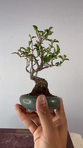 日本矮霸野茉莉微型盆景盆栽实物进口