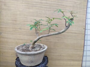 两面针盆景 入地金牛盆景