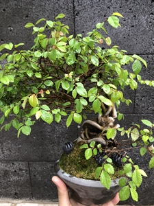 盆景日本榉