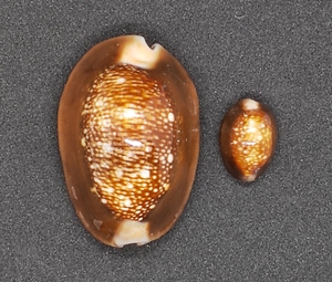 雪山宝螺(超极限一对)