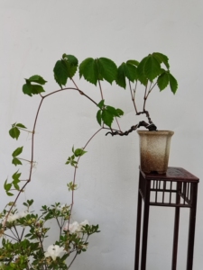 日本龙神爬山虎