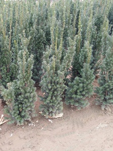 8年以上红豆杉树苗，带土球保湿发货，红豆杉苗批发，可以来基地