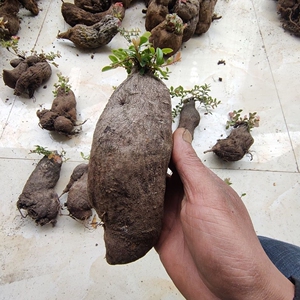 云南小叶红花树萝卜灯笼花 吊金钟五翅莓阳台室内懒人盆景