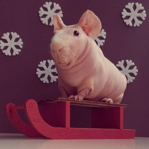 迷你小河马,丑萌新宠,不咬人好上手,吃货一枚.