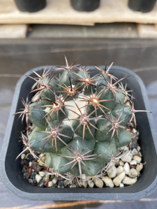 实生古镜丸仙人球 功能:美观 适用空间:楼顶 难易程度:一般