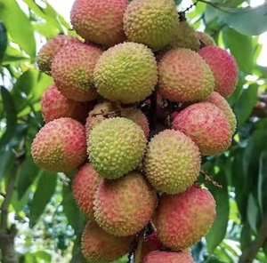 【现货】合江荔枝新鲜妃子笑十斤现摘顺丰包邮(省外勿拍)