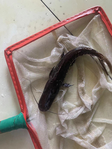 虎皮鸭嘴鱼虎纹鸭嘴鱼热带观赏鱼底层鱼能和龙鱼虎鱼地图招财等混