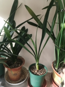 君子兰大芽子青岛大刀君子兰大芽子.芽子养大,这是个老楔子了