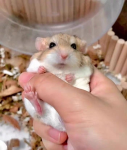 通通 通心粉鼠宠物鼠肥尾沙鼠!包邮包损!家养亲人乖巧通心粉幼