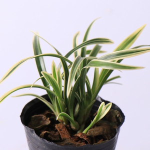 6苗兰花金边矮兰室内花卉盆栽兰草