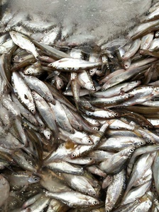餐饮鱼饲料鱼，野生水库鱼，小白条，大量货，批发出
