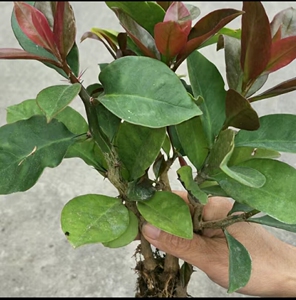 叶仙,叶仙枝条,10-20公分带跟苗自己种植用不完了出售一点