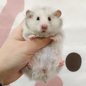 家养稀有长毛金丝熊仔纯银杂银白熊鸽灰手养稀有宠物仓鼠公母幼崽