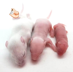 小白鼠活的包邮