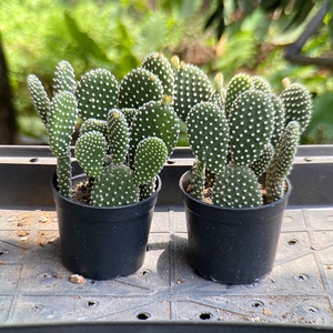 8元2盆带原盆带土发】天使白毛掌多肉植物仙人掌 办公