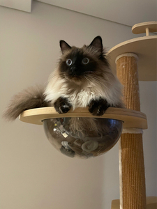 布偶猫白手套