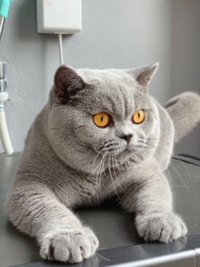 英国短毛猫蓝色