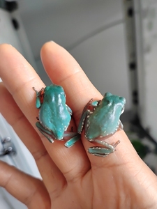 姥爷树蛙澳洲老爷发色稳定吃食凶猛澳蓝