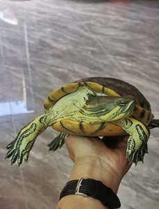 中美彩龟,大河甜甜圈龟,塔巴彩龟,尼加拉瓜彩龟.