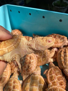 出30条2021年红眼白化鳄龟(妖妖系列) 价格:五十万打包