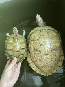 黄化梵高半代基因巴西龟苗,梵高配进口悖论母.孵公.4月30捡