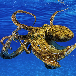 八爪鱼 乌贼 章鱼 墨鱼 海水鱼 网红海缸宠物