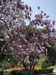出"一款紫色的木兰花树，品牌未知。该树高大健壮，枝繁叶茂，花
