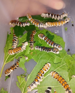 包邮黑虎蚕茶斑蚕稀有品种3龄4龄蚕宝宝黑茶斑蚕[new]