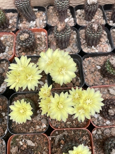 蜈蚣丸士童 实生软刺开花仙人球 冷门多肉植物桌面盆栽 高3