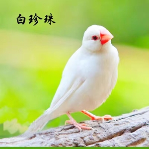 黑牛公.白脸珍珠母.笼养鸟0人付款1.