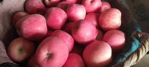 烟台红富士大苹果，自己家的，山东蓬莱直发，55元带箱10斤包