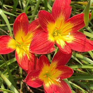 炽热的爱 风雨兰 红色花瓣,黄色的花芯,经典的红包金,花大而
