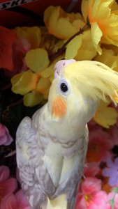 金头红脸古铜中高派特玄凤手养吃奶中,鸟美