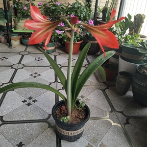 自养四川女王朱顶红