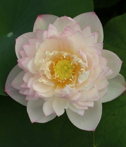 中型碗莲惊玉 种藕 可做小型 极为丰花 45包邮