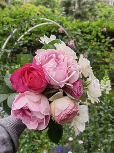 【伊芙克莱尔&伊芙伯爵】日系月季伊芙克莱尔粉色颜值担当大花浓