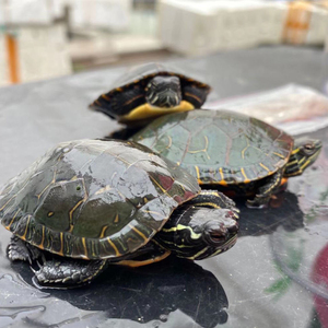 西锦 种龟公龟母龟一只包邮#乌77 西部锦龟观赏龟 快递 全