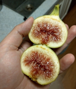 艾米塔无花果,19年2月份从美国引进,长柄绿黄皮红肉,中大果