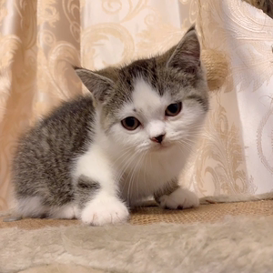 英短金加白猫妹妹起司猫彩金加白英短猫咪金渐层金加白母猫美短虎